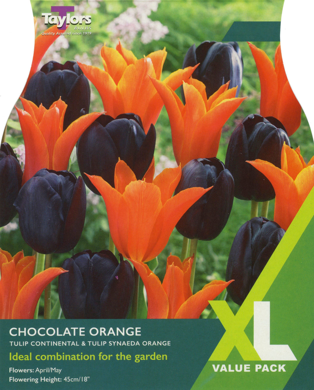 TULIP CHOCOLATE ORANGE 12