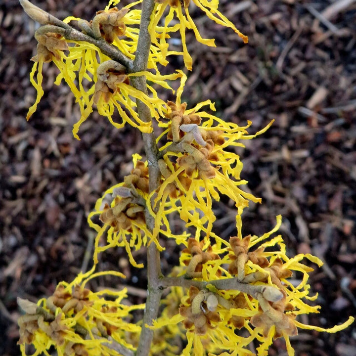 Hamamelis int. Arnold Promise