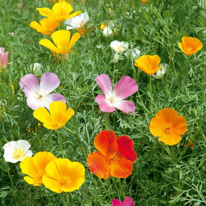 Poppy Californian Superb Mix - Seed Packets - Windyridge Garden Centre