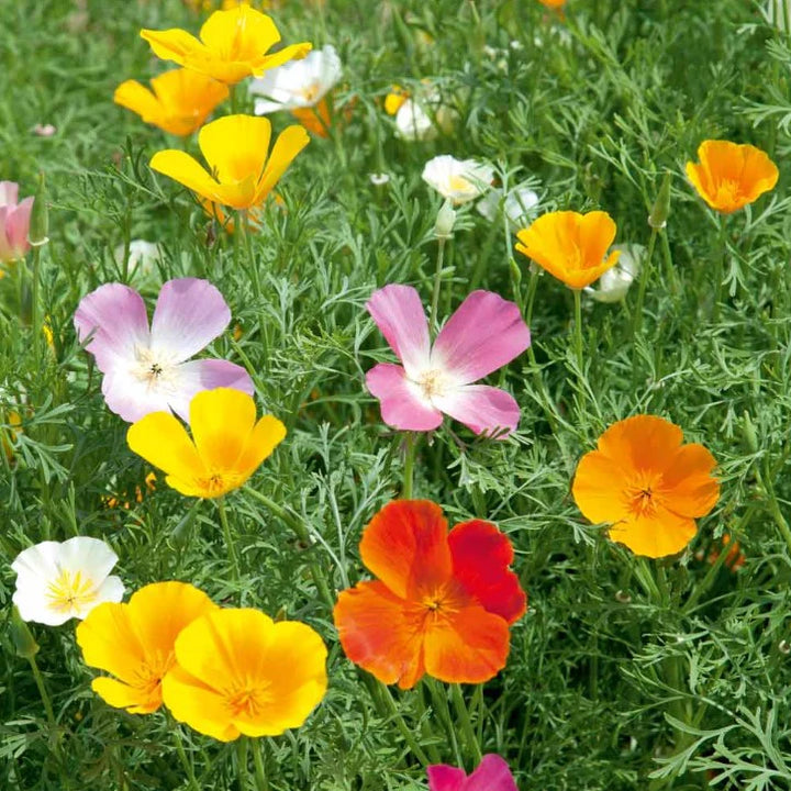Poppy Californian Superb Mix - Seed Packets - Windyridge Garden Centre