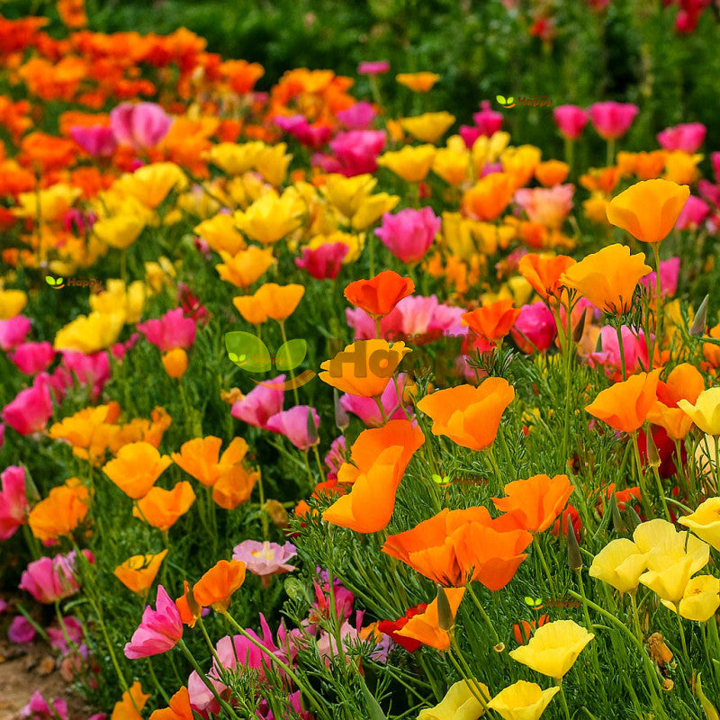 Poppy Californian Superb Mix - Seed Packets - Windyridge Garden Centre