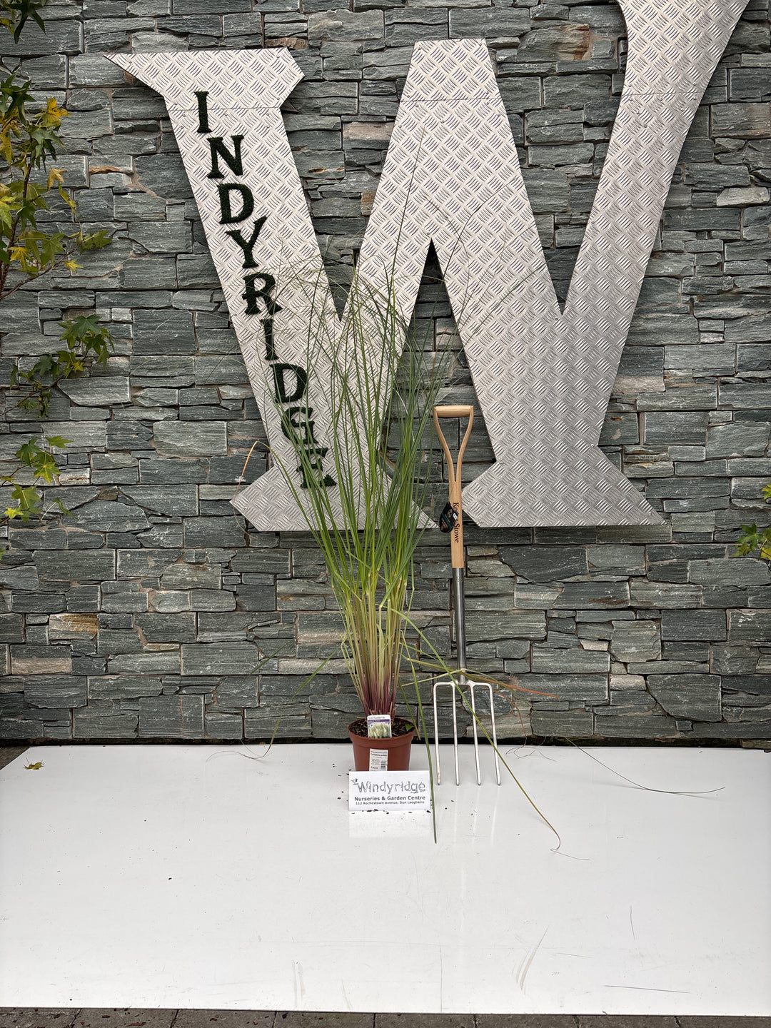 Cortaderia Pumila 3 L