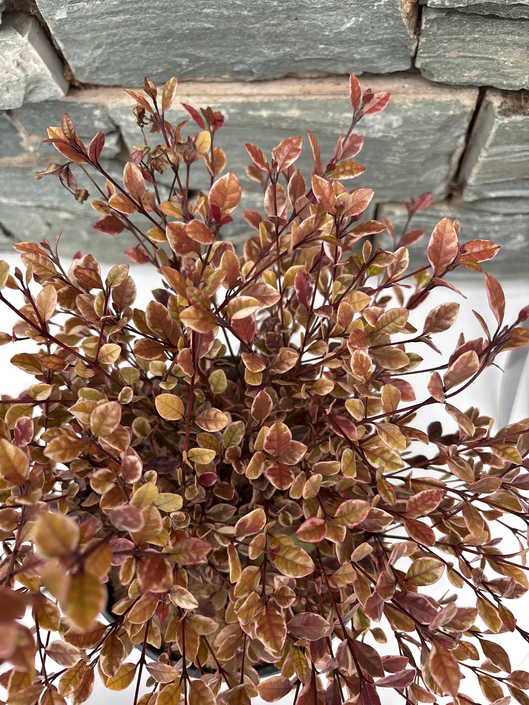 Lophomyrtus 'Golden Dragon' 3L