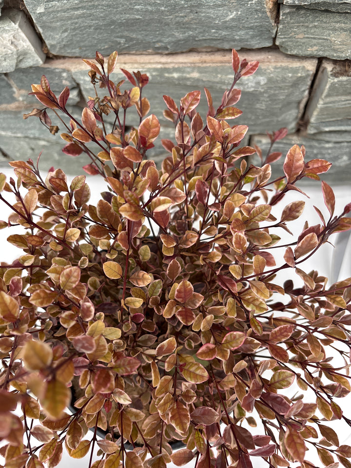 Lophomyrtus 'Golden Dragon' 3L