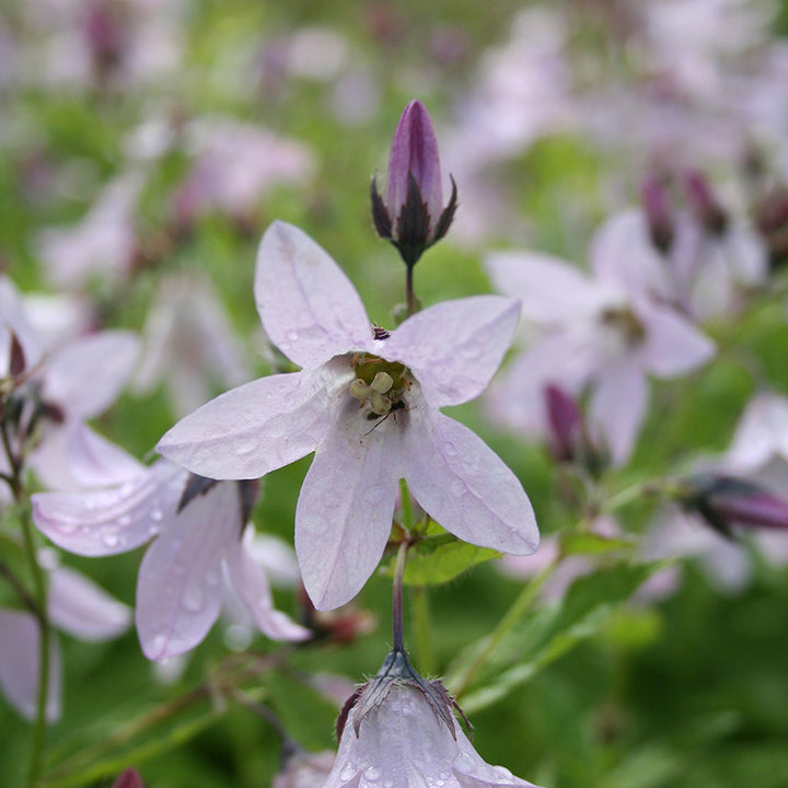 Campanula lactiflora Loddon Anna