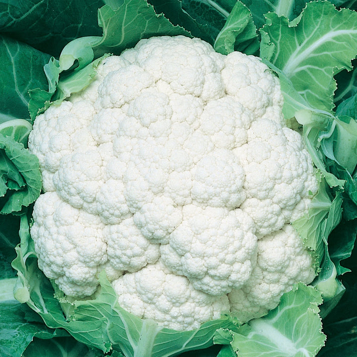 Cauliflower Igloo - Seed Packets - Windyridge Garden Centre