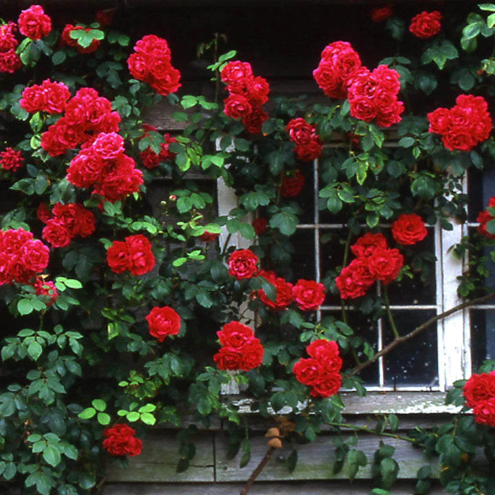 Pauls-Scarlet-Climber-Flower-2