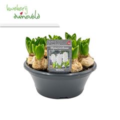 Hyacinthus Orie.  Pearl White  10Pp Bowl - Baskets - Windyridge Garden Centre