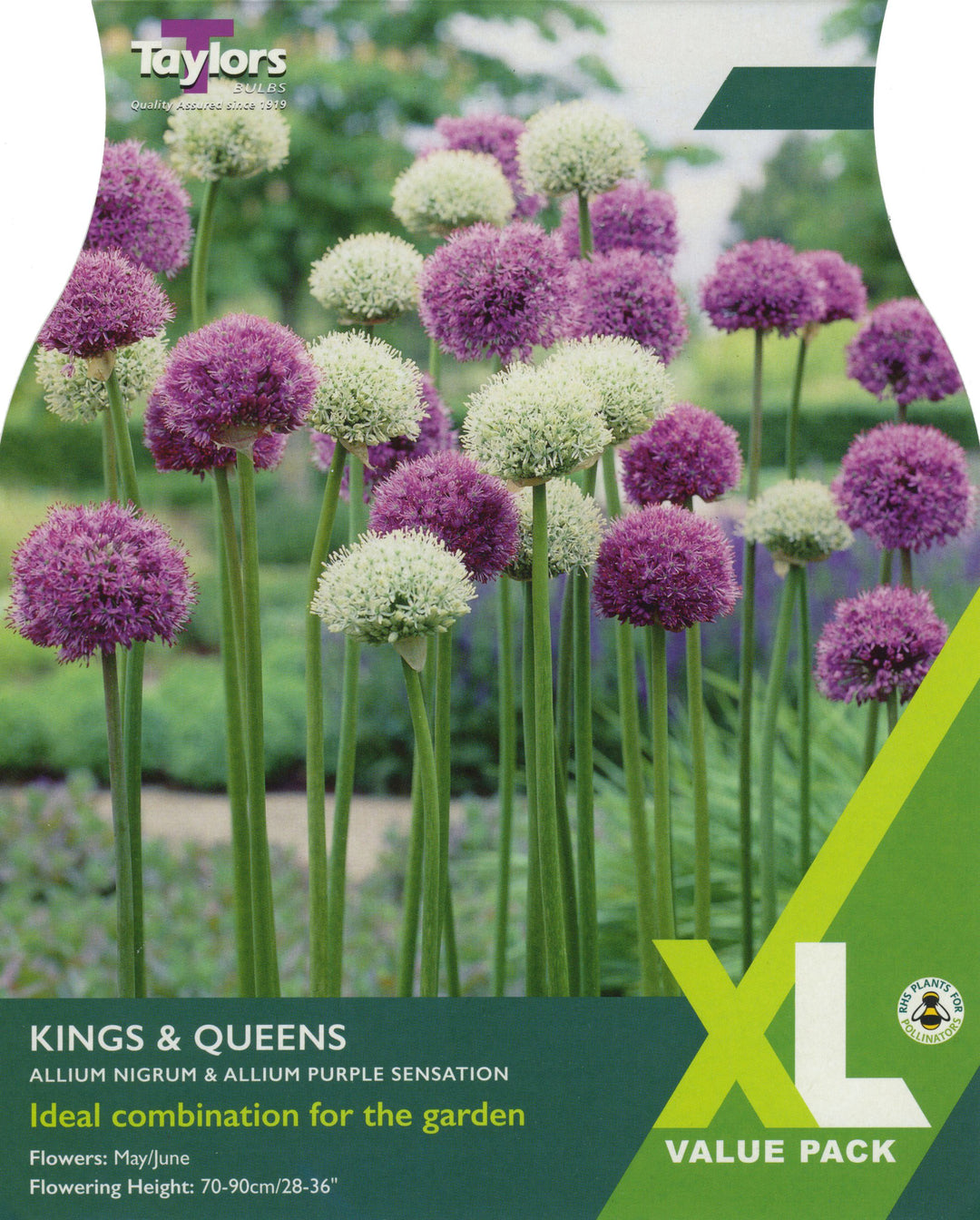 ALLIUM KINGS & QUEENS 18