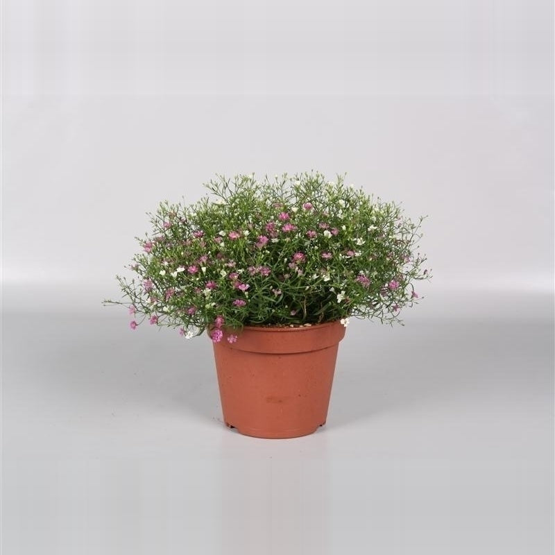 Gypsophila muralis mix /pot - Herbaceous - Windyridge Garden Centre