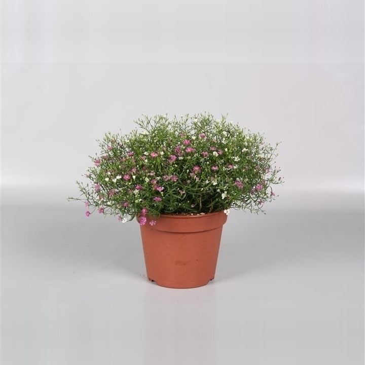 Gypsophila muralis mix /pot - Herbaceous - Windyridge Garden Centre