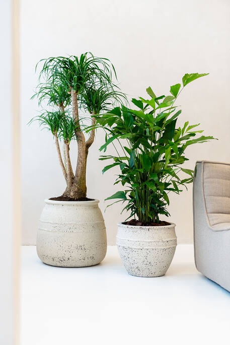 Athena L, Chalk White  Ø45Cm - Pots - Windyridge Garden Centre