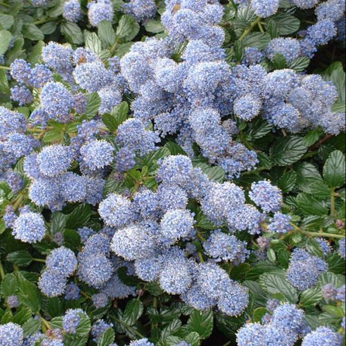 Ceanothus Thyrs. Repens - Shrubs - Windyridge Garden Centre