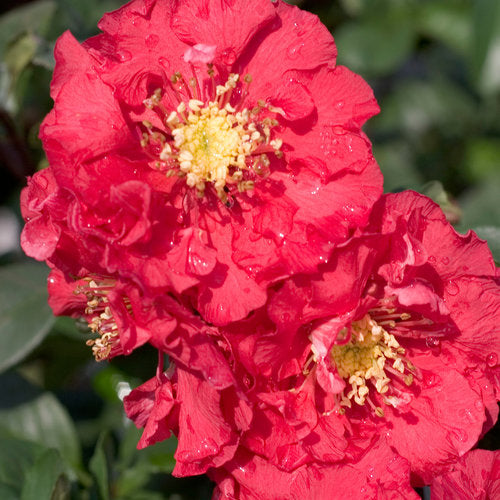 CHAENOMELES-PINK-STORM-Flower