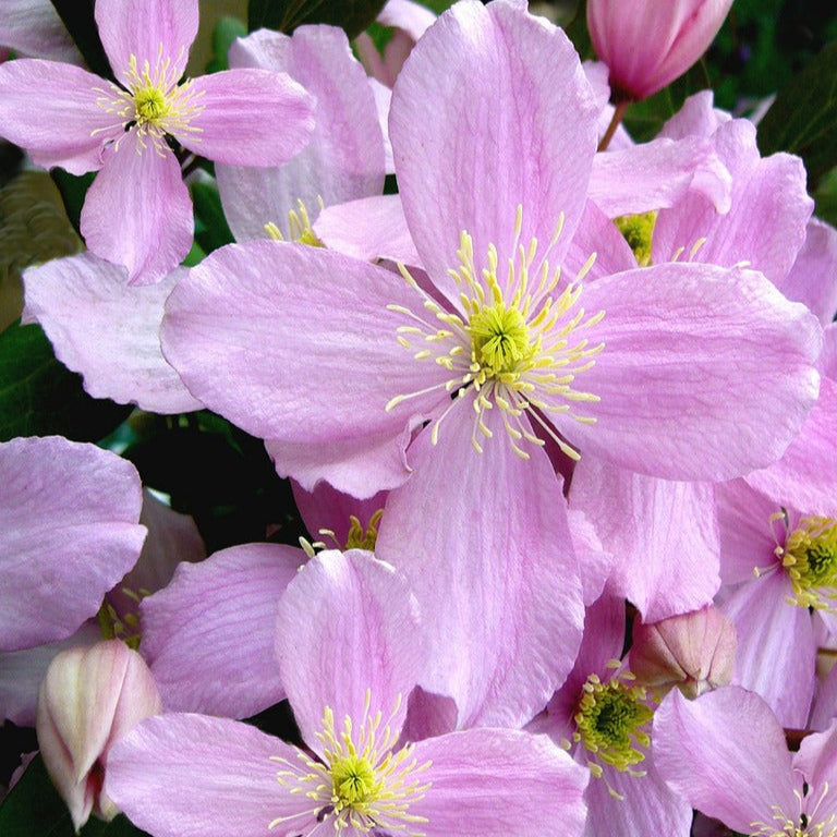 Clematis Montana Fragrant Spring  S-Pot(2,25 L) - Climbers - Windyridge Garden Centre