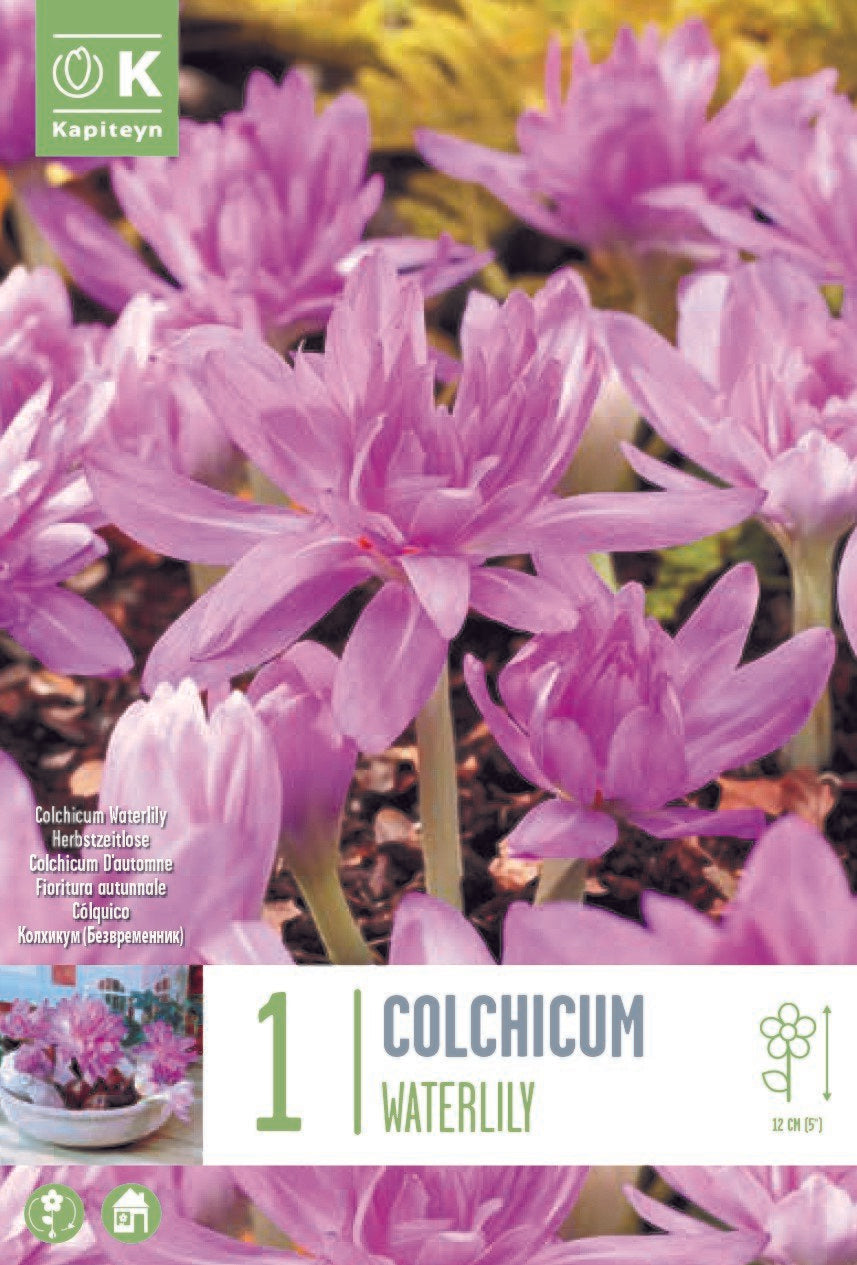 COLCHICUM WATERLILY X 1