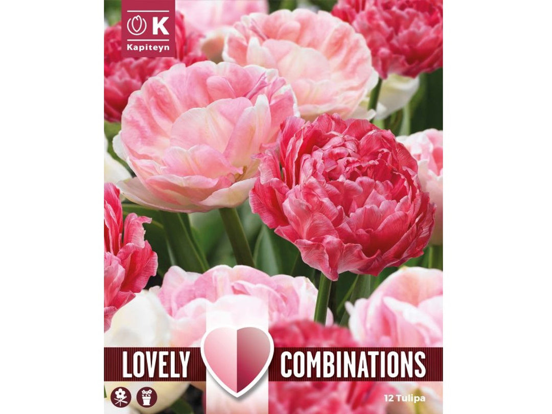 COMBI TULIP DUOPACK SWEET PINK MIX x 12
