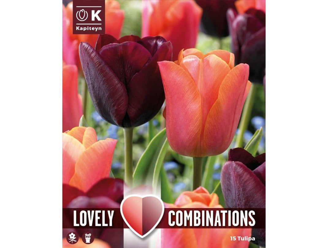 COMBI TULIPA DUOPACK PURPLE & ORANGE x 15