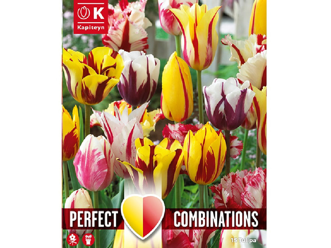 COMBI TULIPA FIREWORKS BLEND x 15
