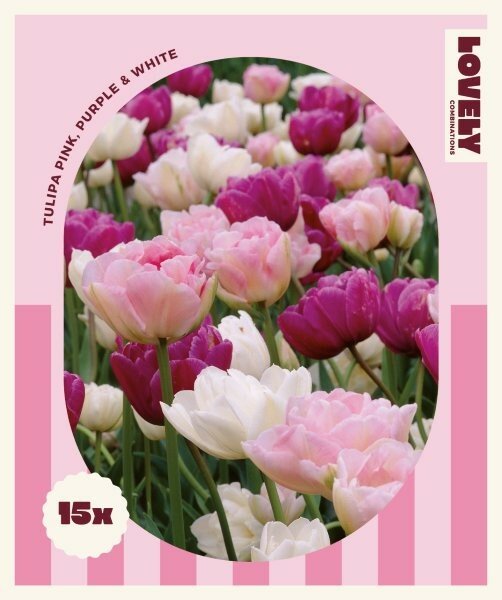 COMBI TULIP PINK,PURPLE,WHITE x 15