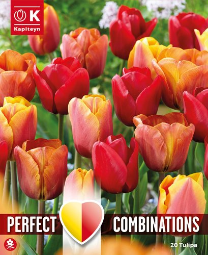 COMBI TULIPA RED, ORANGE & YELLOW BLEND x 20