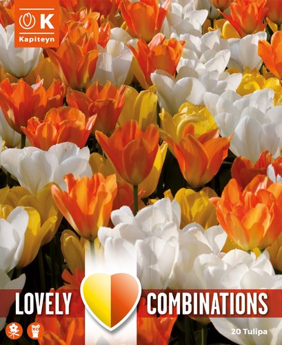 COMBI TULIP WHITE, YELLOW, ORANGE x 15