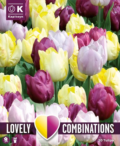 COMBI TULIP YELLOW, PURPLE, LILAC x 15