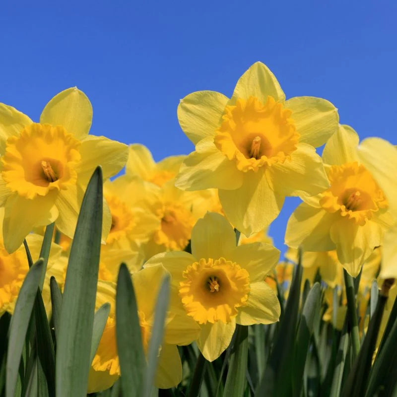 Daffodil Trumpet Yellow 5kg net
