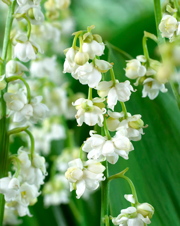 PROMO CONVALLARIA x 15