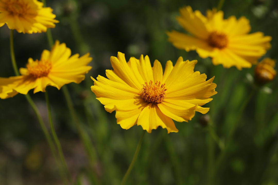 Coreopsis 3 Ltr