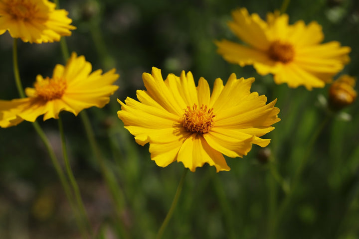 Coreopsis 3 Ltr