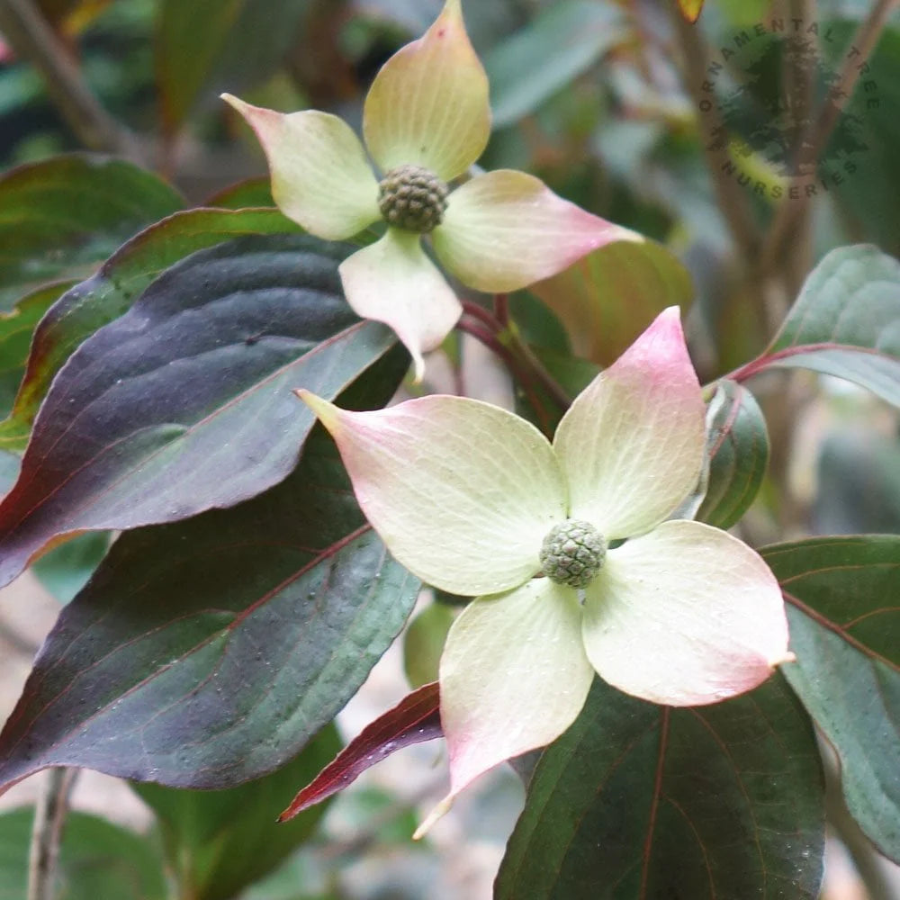 CORNUS K. CAPPUCINO
