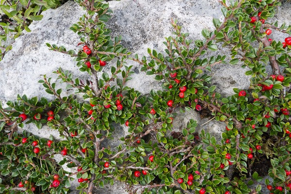 COTONEASTER-dammeri-Leaf