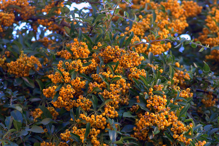 PYRACANTHA-GOLDEN-CHARMER-Bush