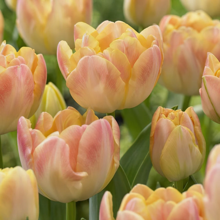Tulipa 'Creme Upstar' 7