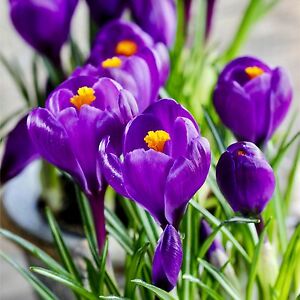 CROCUS FLOWER RECORD X 10