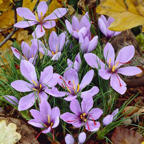 CROCUS SATIVUS X 15