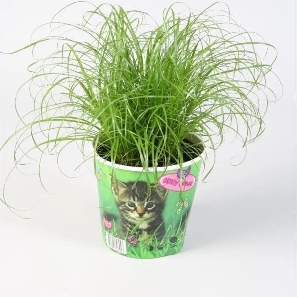 Unwins Houseplant Zumula - Seed Packets - Windyridge Garden Centre