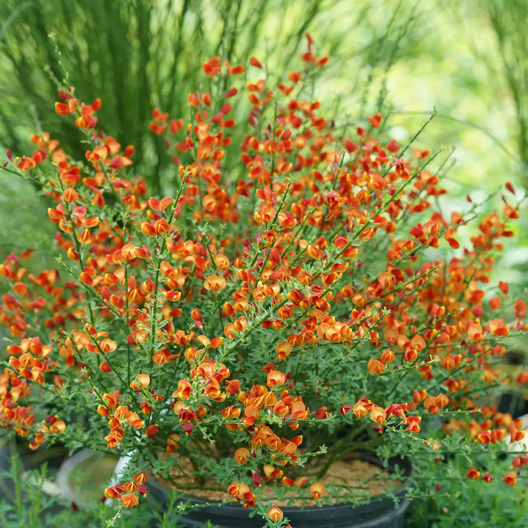 Cytisus Lena