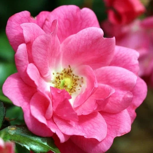 FLOWER CARPET-PINK-SUPREME-BUSH-Flower