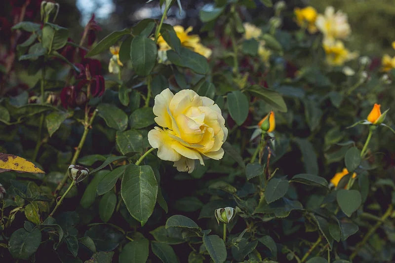 FLOWER-CARPET-GOLD-Flower-2