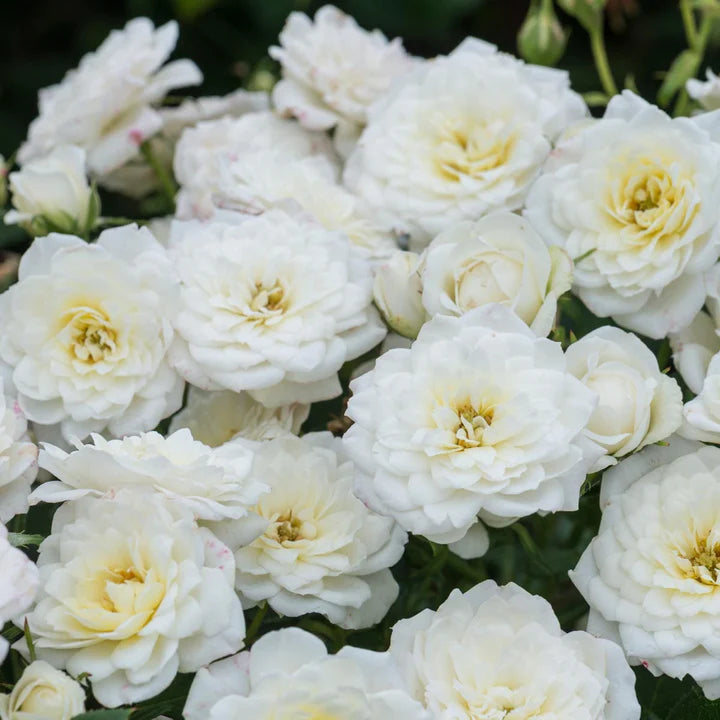 ROSA-WHITE-PATIO-Flower-1