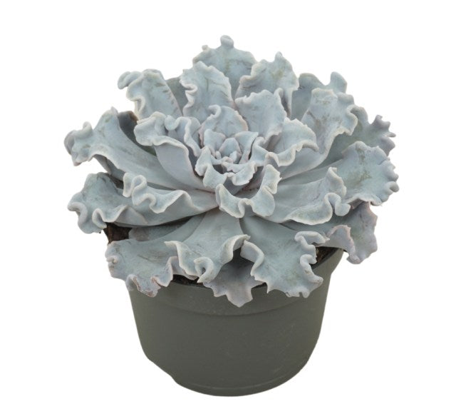 Echeveria Crispy Beauty  P13