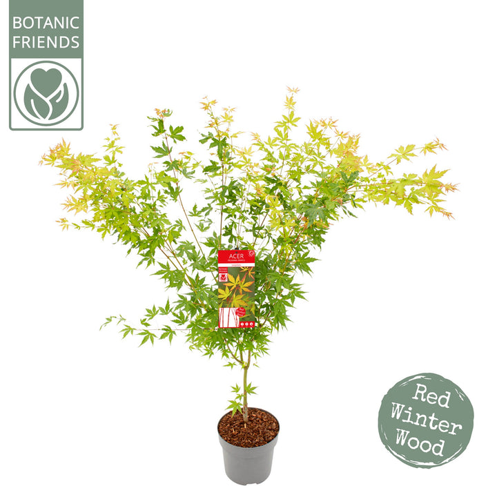 Acer pal. Sangokaku