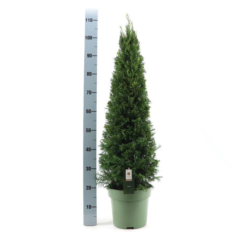 Taxus baccata  80-90 CM PYR