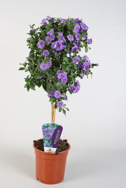 Lycianthes ran. 'Blue Fountain'