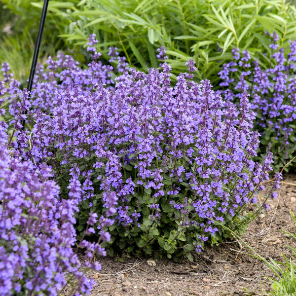 Cats Pyjamas Nepeta Mussinii (2Ltr Pot)