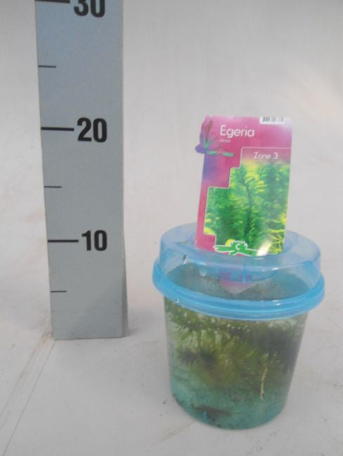 Elodea(Egeria) densa in Container