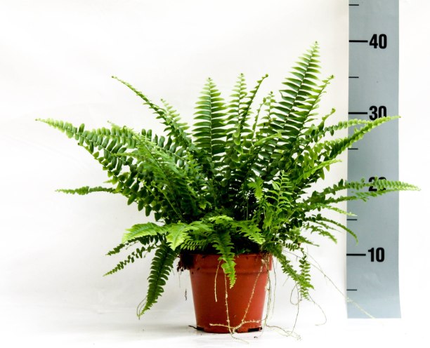 Nephrolepis Exal. 'Green Lady' P17 - Indoor Plants - Windyridge Garden Centre