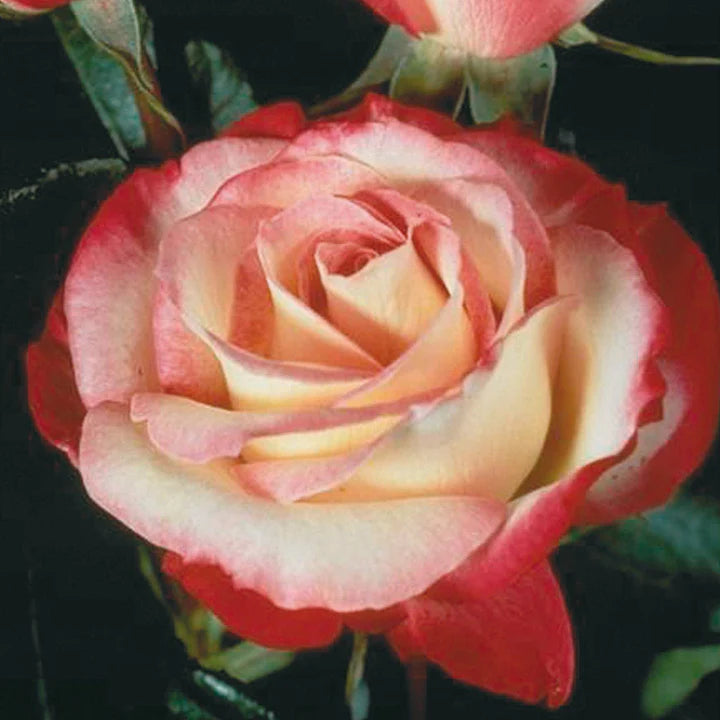 NOSTALGIA-Rose-Flower-1